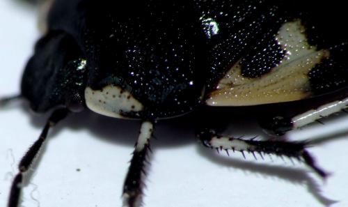 Tritomegas bicolor