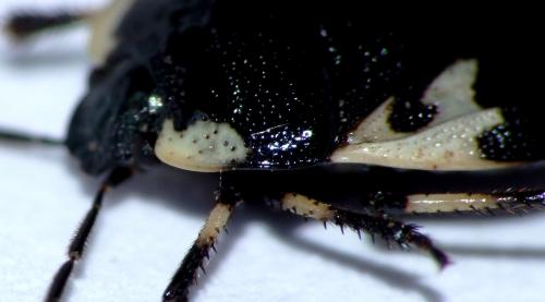 Tritomegas rotundipennis