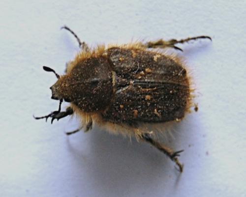 Tropinota hirta