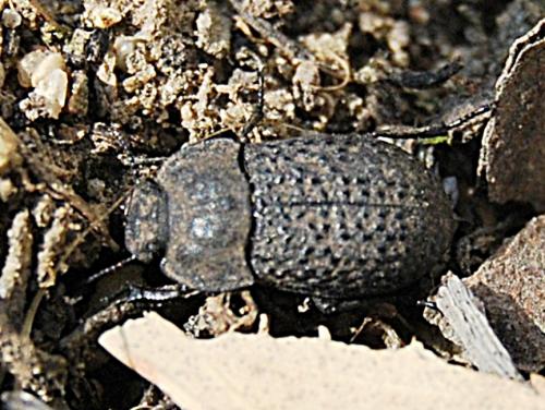 Réf. 55 593 : Opatrum sabulosum