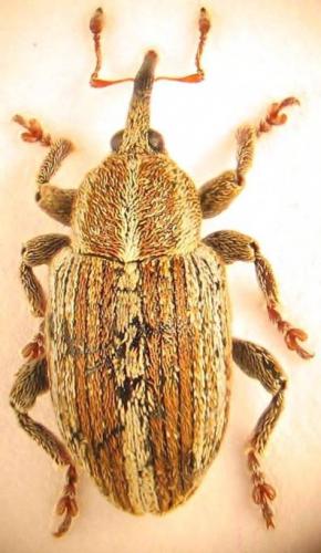 Réf. 55 596 : Tychius parallelus
