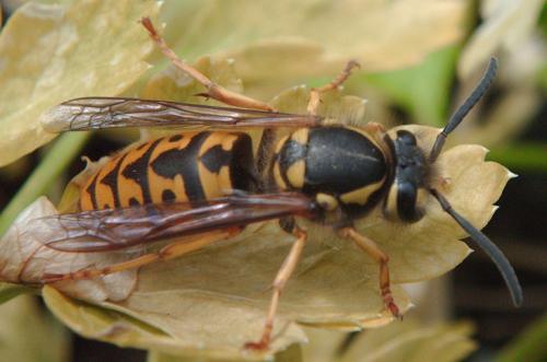 Vespula germanica