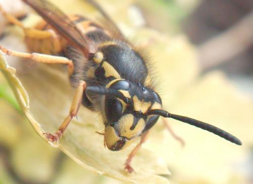 Vespula germanica