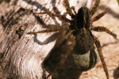 Pardosa sp.