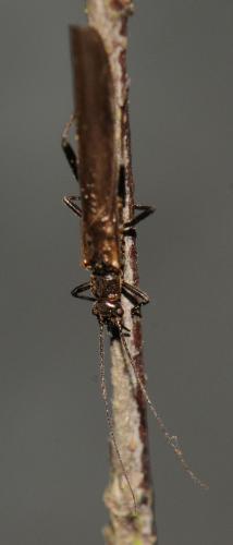 Réf. 55 881 : Leuctra sp.