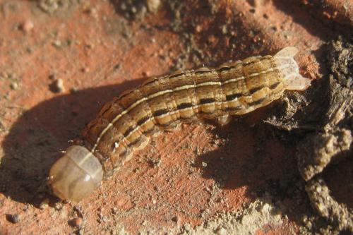 Xestia xanthographa