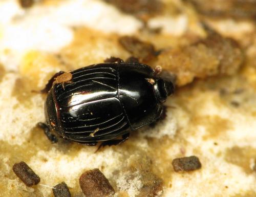 Réf. 55 180 : Eurosomides minor
