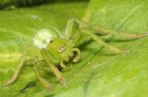 Micrommata ligurina