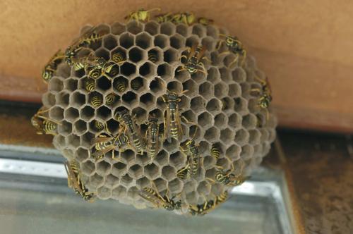 Polistes associus