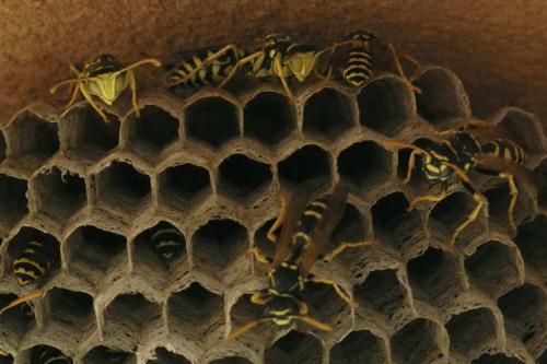 Réf. 55 429 : Polistes associus