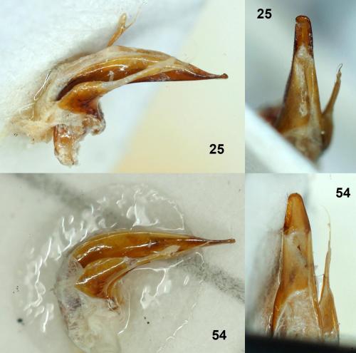 Réf. 55 312 : Patrobus atrorufus