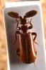 55426 – Photo : vanderbergh – Zambie