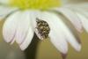 55392 – Photo : Michel Renou – France (91)