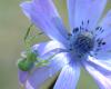 55610 – Photo : taeniatus – France (83)