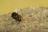 55702 – Photo : Michel Renou – France (91)