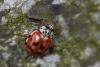 Harmonia quadripunctata