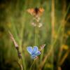 55320 – Photo : Cristofoto – France (46)