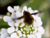 55758 – Photo : Pierre Duhem – France (75)