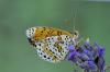 55230 – Photo : Robert Henno – France (84)