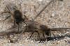 55448 – Photo : Patrick Nourdin – France (22)