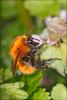 55118 – Photo : Kriznar Lucie – France (06)