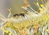 55291 – Photo : Patrick Straub – France (68)
