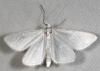 55268 – Photo : Arthropa - Benoit Martha – France (07)