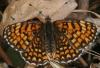 55726 – Photo : Arthropa - Benoit Martha – France (07)