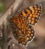 55725 – Photo : Arthropa - Benoit Martha – France (07)