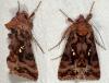 55194 – Photo : Arthropa - Benoit Martha – France (63)