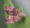 55327 – Photo : Arthropa - Benoit Martha – France (71)