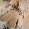 55067 – Photo : Arthropa - Benoit Martha – France (71)