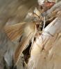 55068 – Photo : Arthropa - Benoit Martha – France (71)