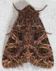 55271 – Photo : Arthropa - Benoit Martha – France (71)