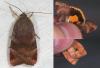 55754 – Photo : Arthropa - Benoit Martha – France (29)