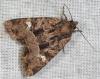 55356 – Photo : Arthropa - Benoit Martha – France (29)