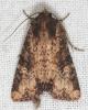 55453 – Photo : Arthropa - Benoit Martha – France (29)