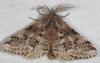 55360 – Photo : Arthropa - Benoit Martha – France (71)