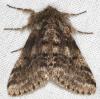 55361 – Photo : Arthropa - Benoit Martha – France (71)