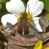 55798 – Photo : YGLO-75 – France (60)