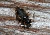 55655 – Photo : Sebastien Damoiseau – France (18)