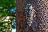 55611 – Photo : Bernard DELEFOSSE – France (26)