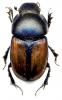 55205 – Photo : Carabus – Russie
