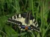 55816 – Photo : Michel Ehrhardt – France (68)