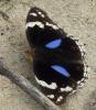 55775 – Photo : TheoG – Mozambique