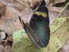 55240 – Photo : OCIS – Ghana