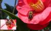 55736 – Photo : Phil – France (40)