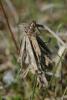55825 – Photo : Robert BONNEAU – France (79)