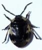 Tritomegas rotundipennis