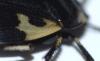 Tritomegas bicolor